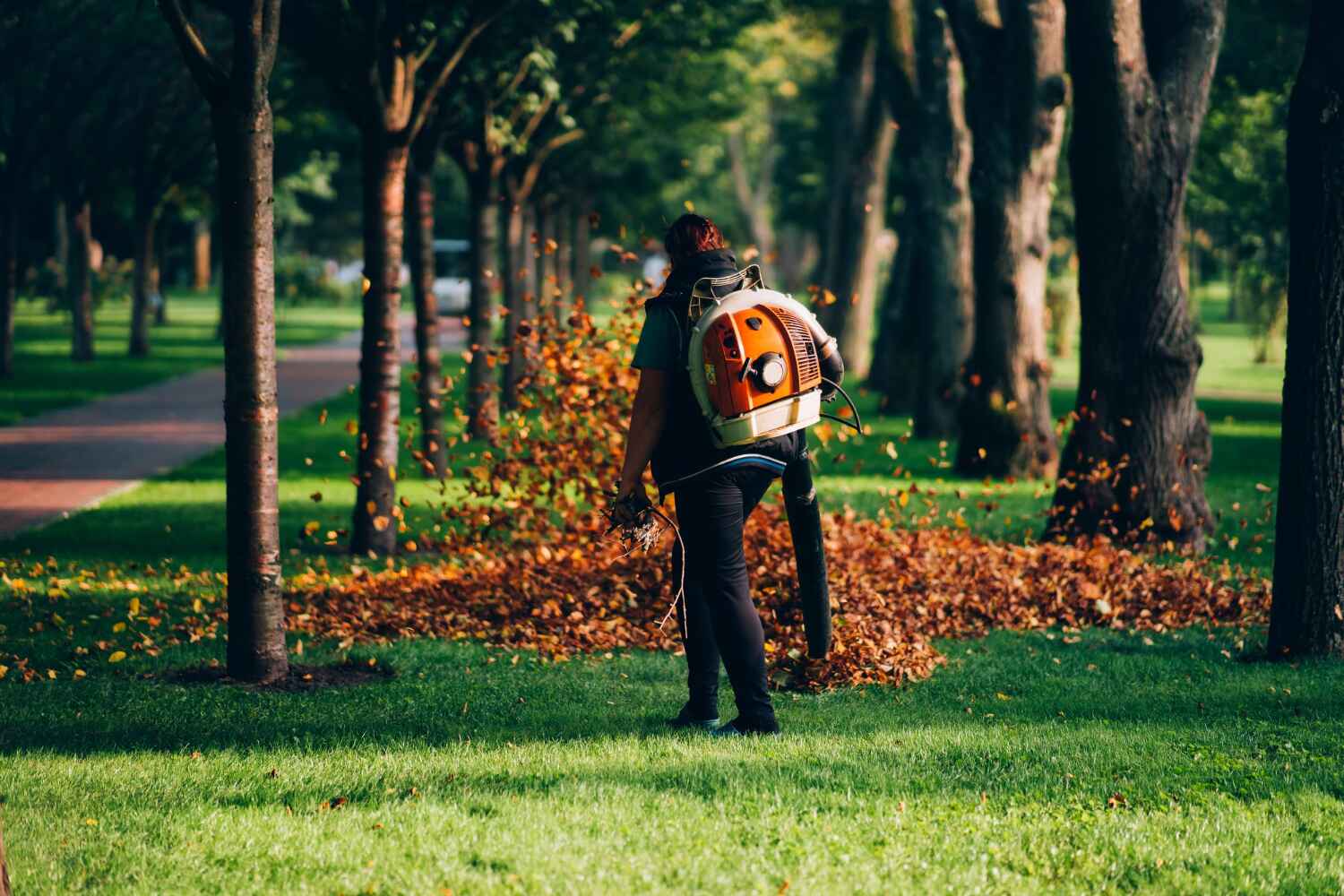 The Steps Involved in Our Tree Care Process in Ludowici, GA